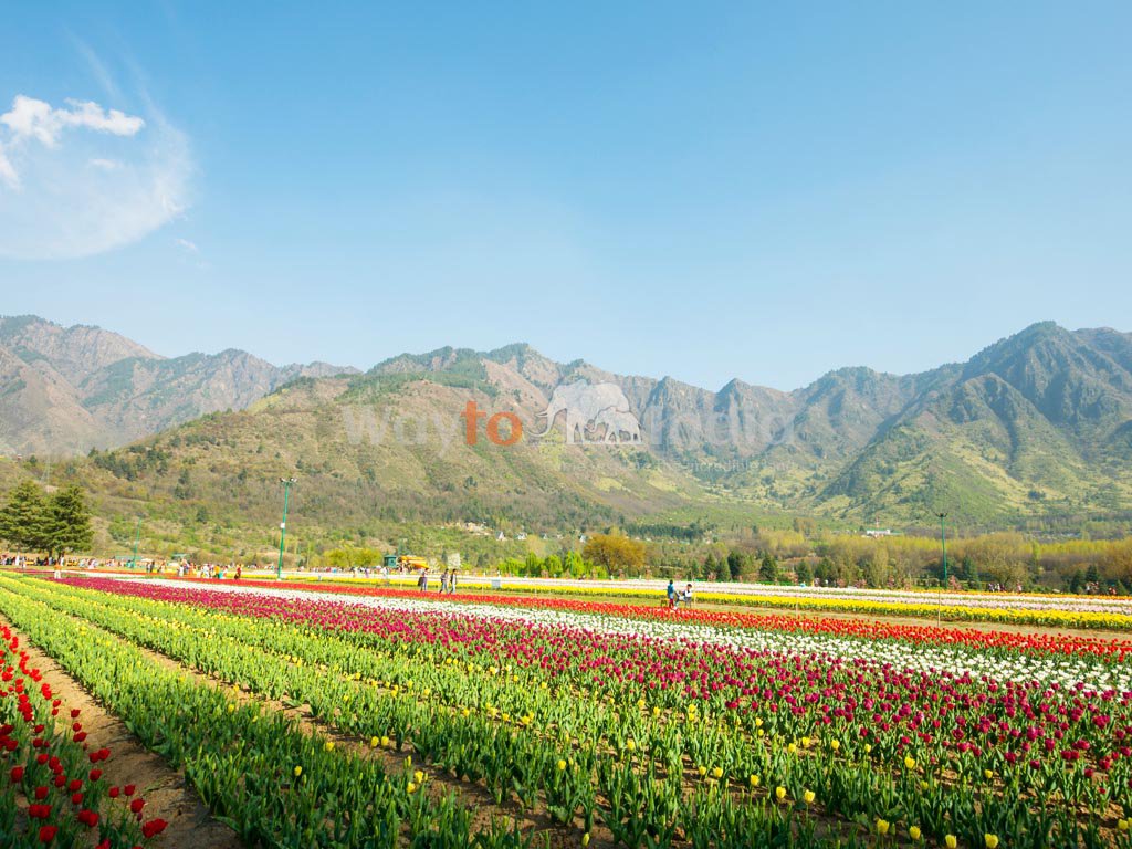 Kashmir tulip festival