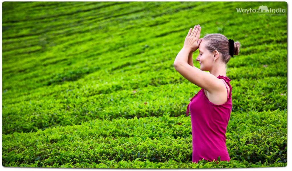 Tea Plantations in India : Munnar