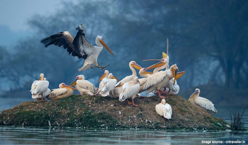 Bharatpur Bird Sancuary