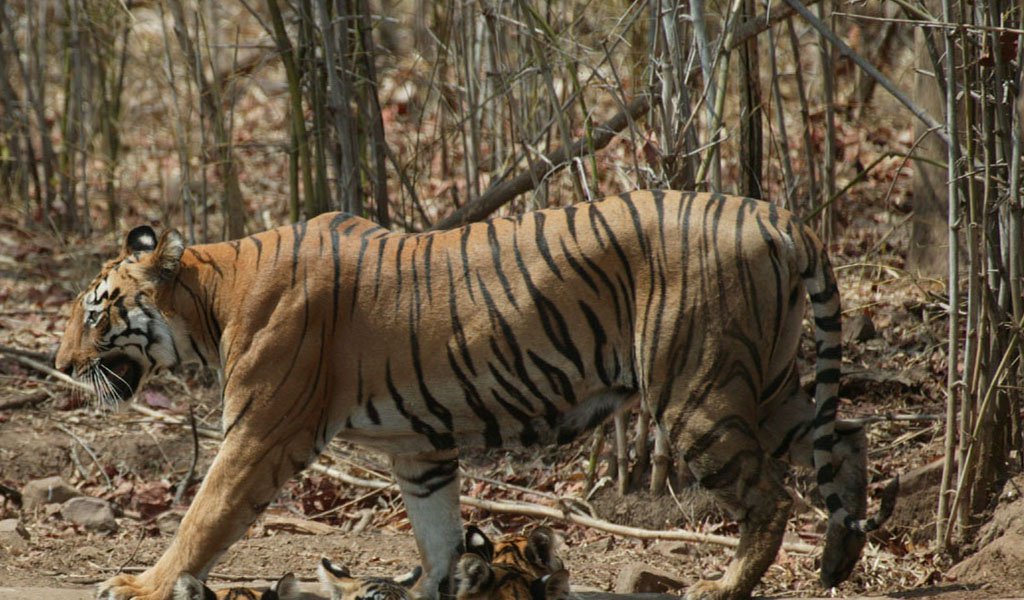 Kanger Ghati National Park