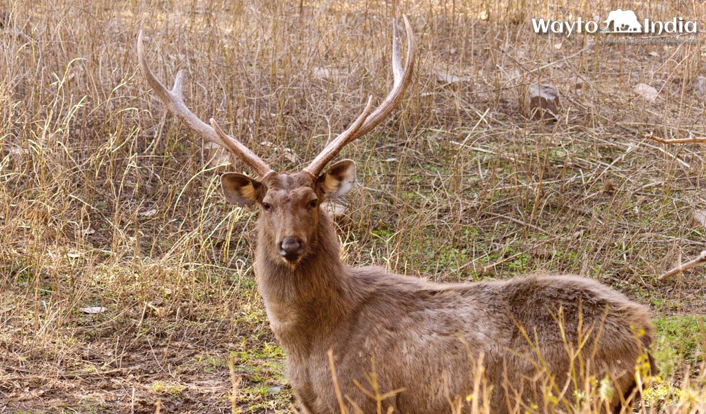 Panna National Park