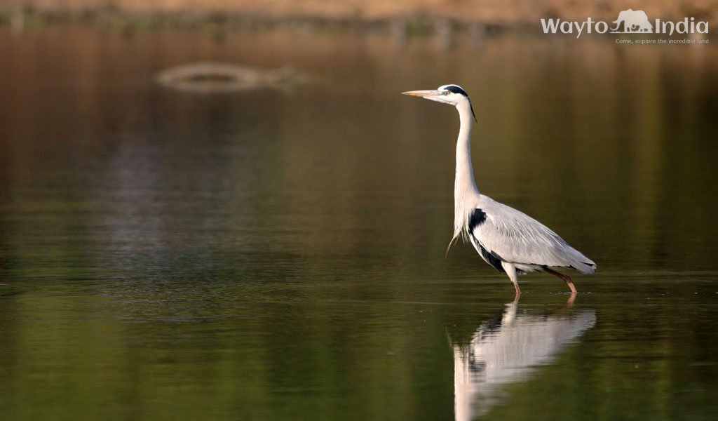 Pench National Park