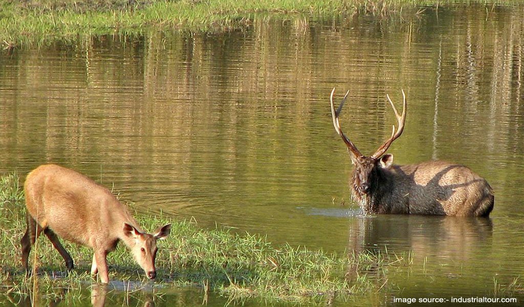 Satpura National Park, Madhya Pradesh