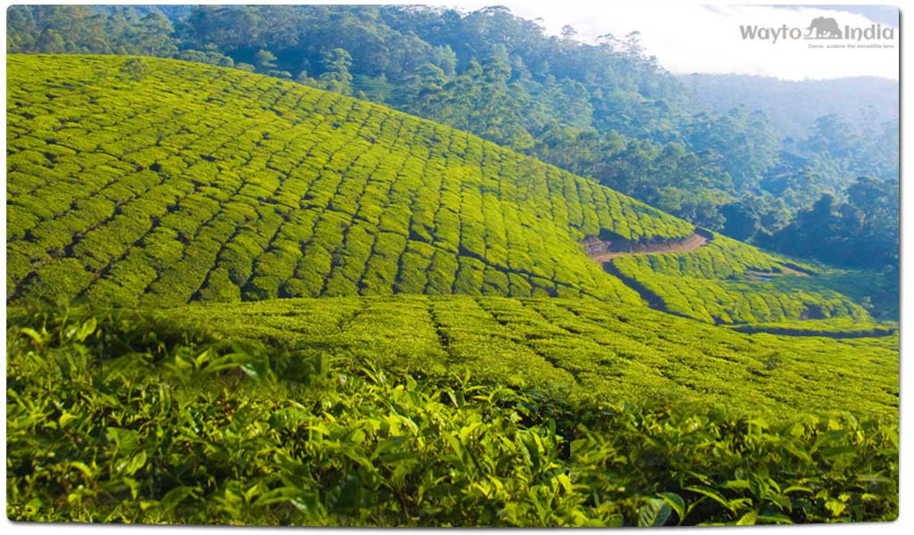 Tea Plantations in India : Aasam