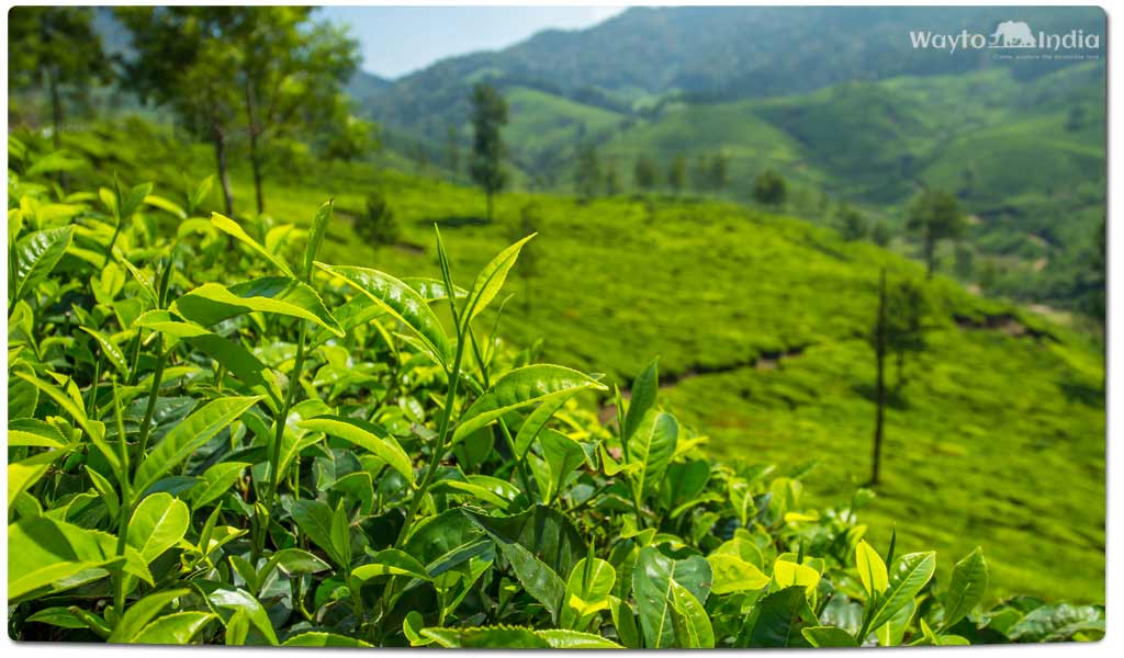 Tea Plantations in India : Darjeeling
