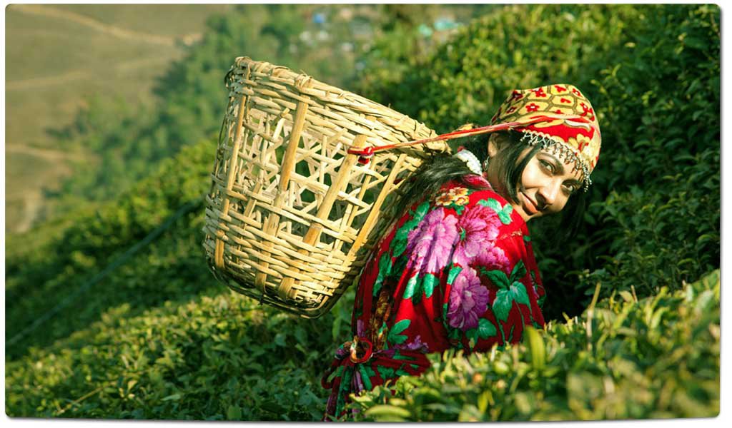 Tea Plantations in India : Himachal pradesh