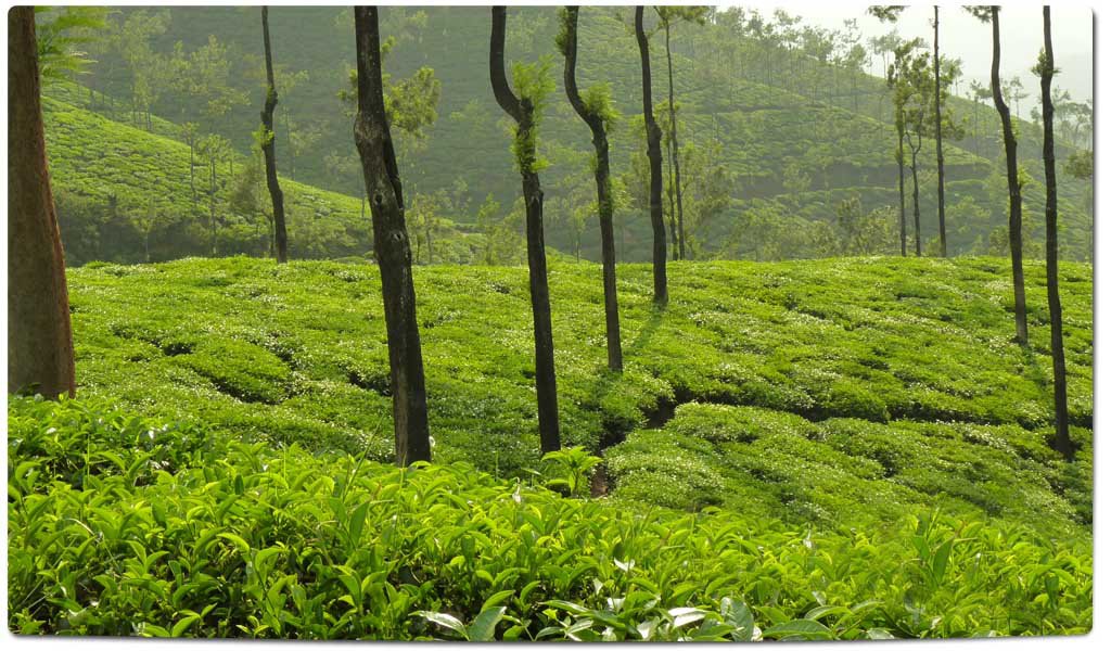 Tea Plantations in India : Karnataka