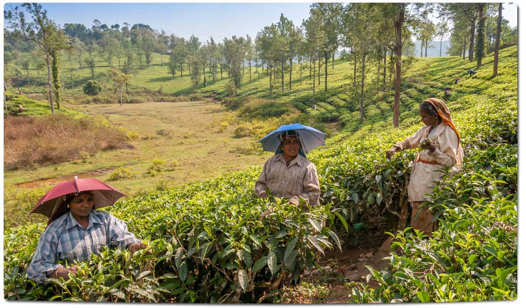 Tea Plantations in India : Neelgiri Hills