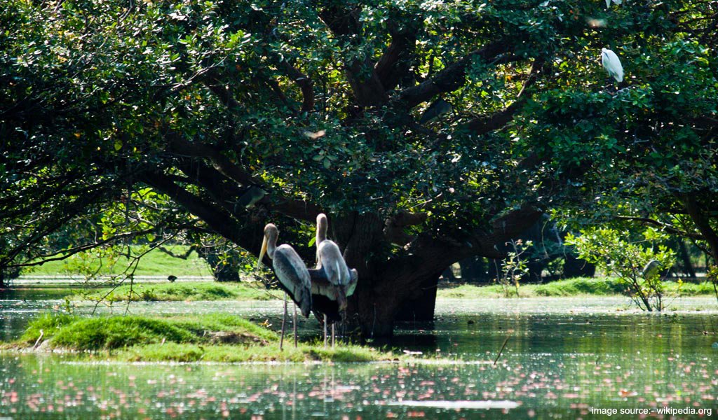 Picnic Spots Around Chennai : Vedanthangal