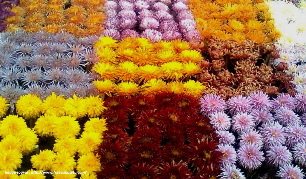 flower shows in india