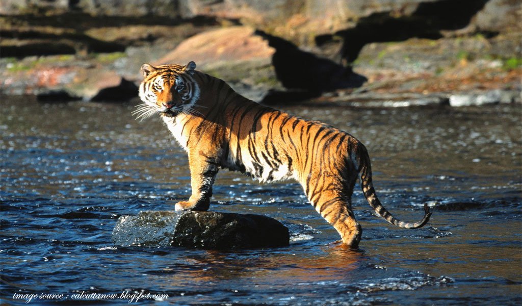 Sundarbans : best places to visit in november in india