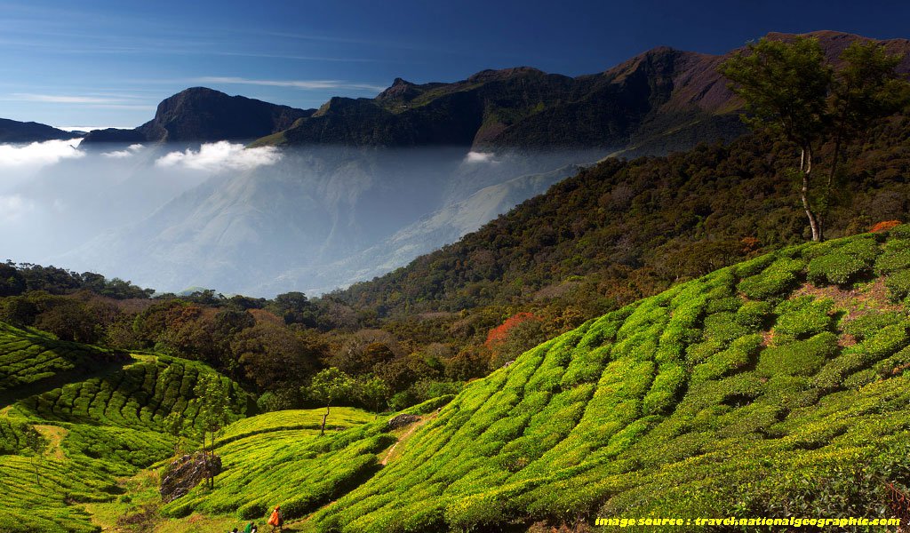 Best Places To Visit In Kerala : Munnar