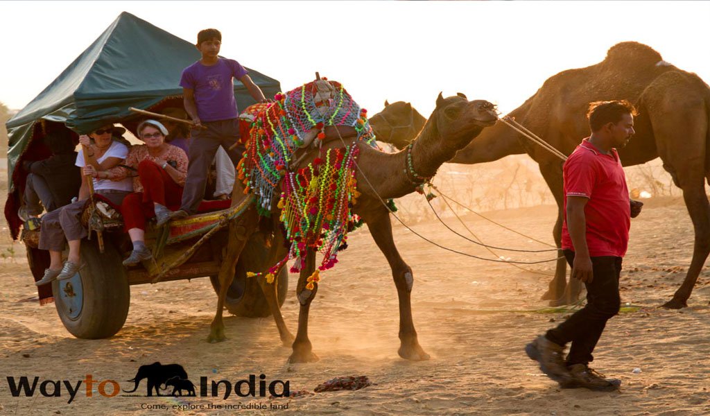 pushkar camel fair