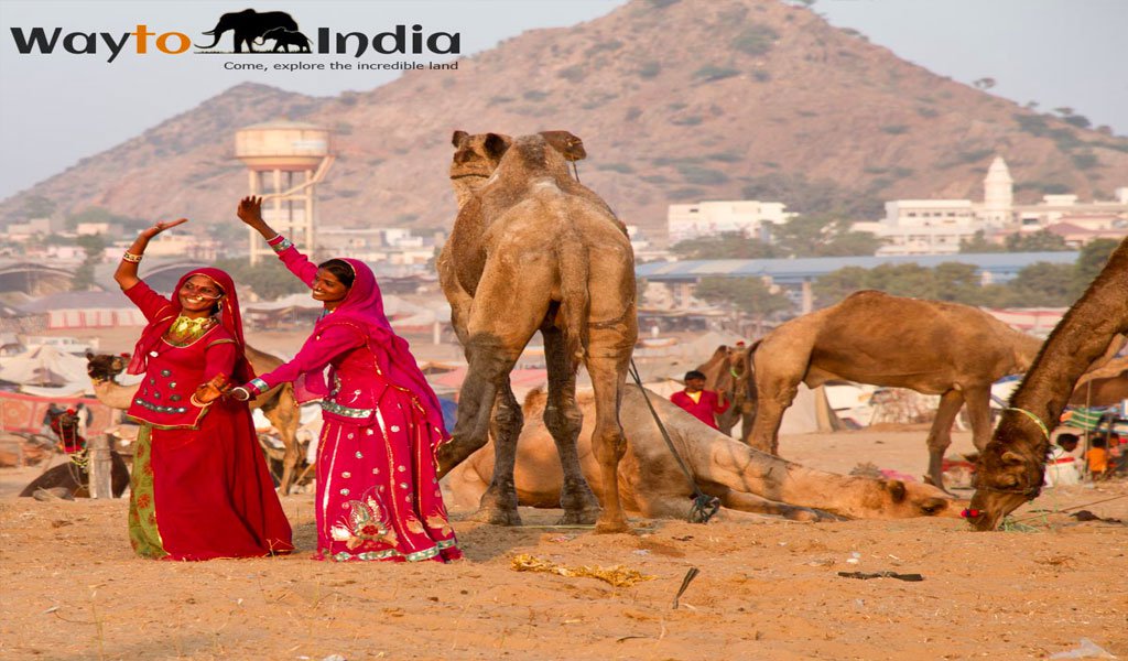 pushkar camel fair