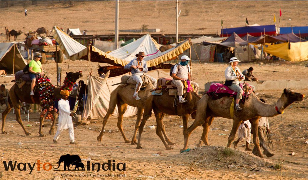 pushkar camel fair