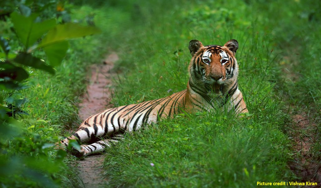 kabini river lodge