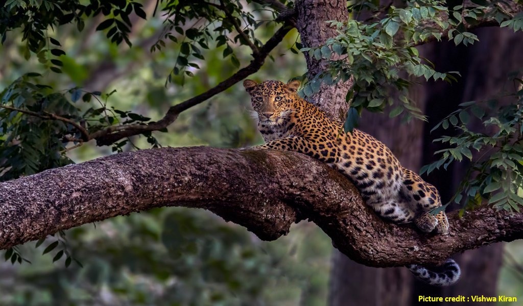 kabini river lodge safari