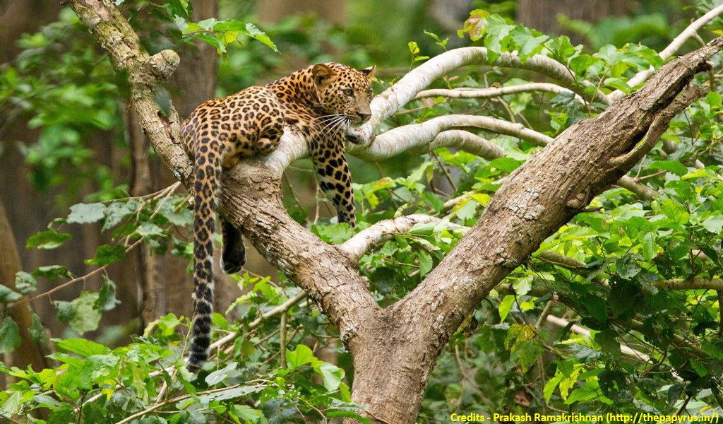 kabini river lodge