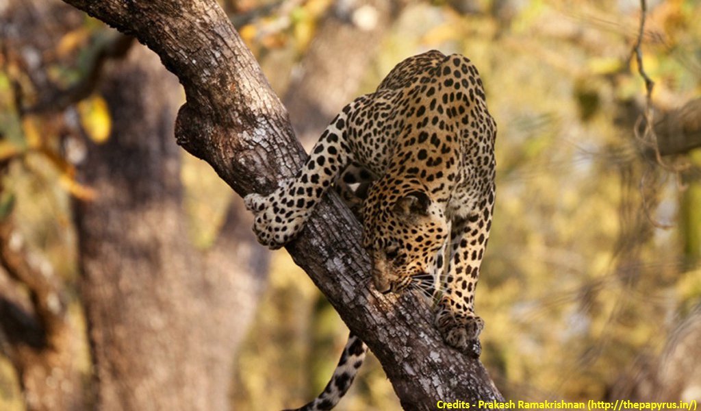 kabini river lodge