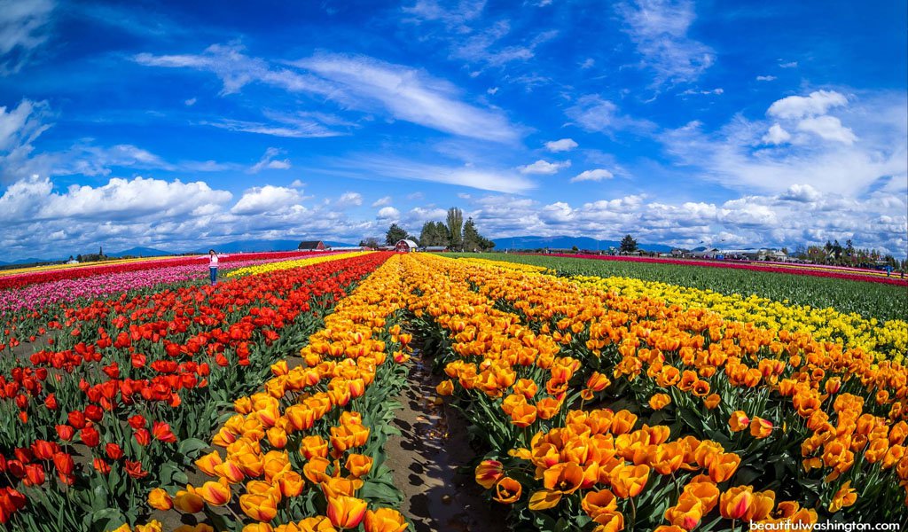 Fairs And Festivals Of India In April : Tulip Festival