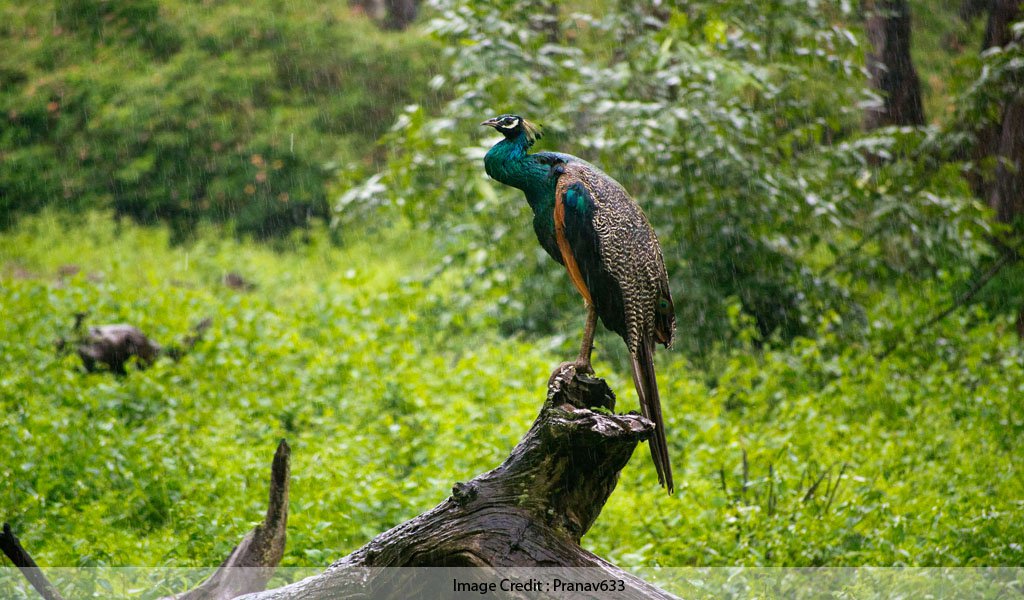 Bandipur