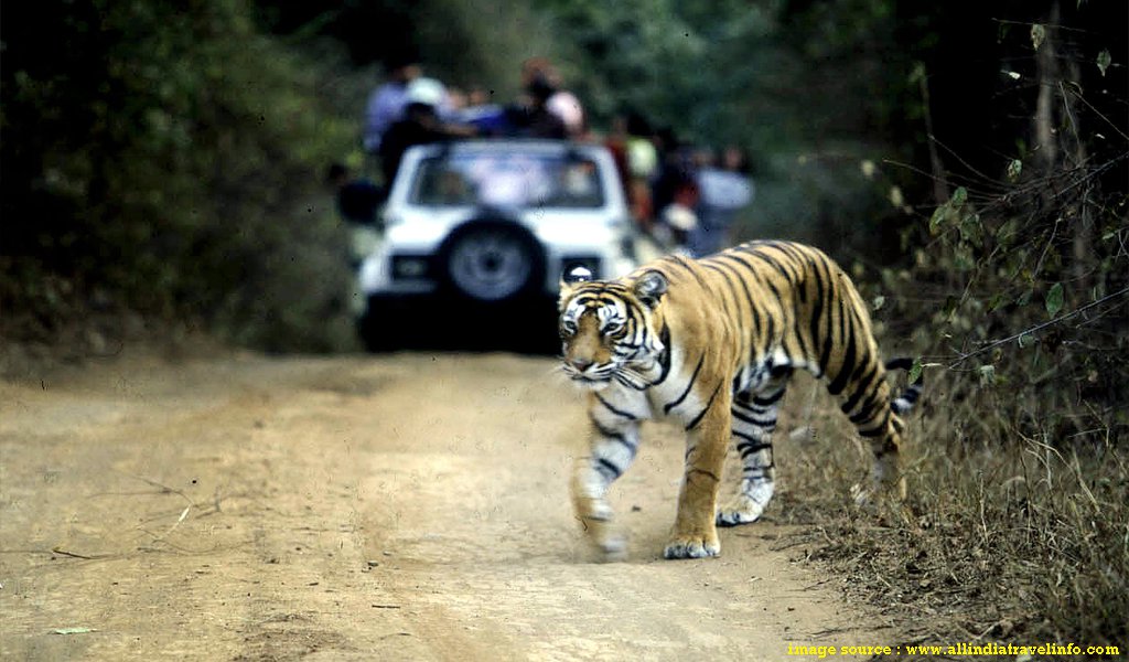 North India Tourist Places : Ranthambore