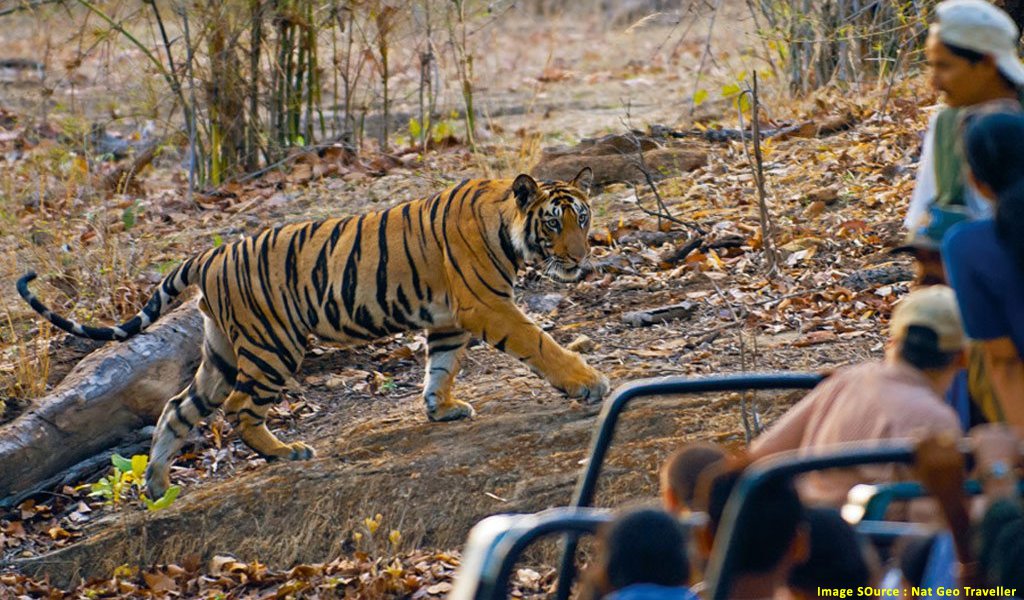 A Tryst with Wildlife at Bandhavgarh National Park