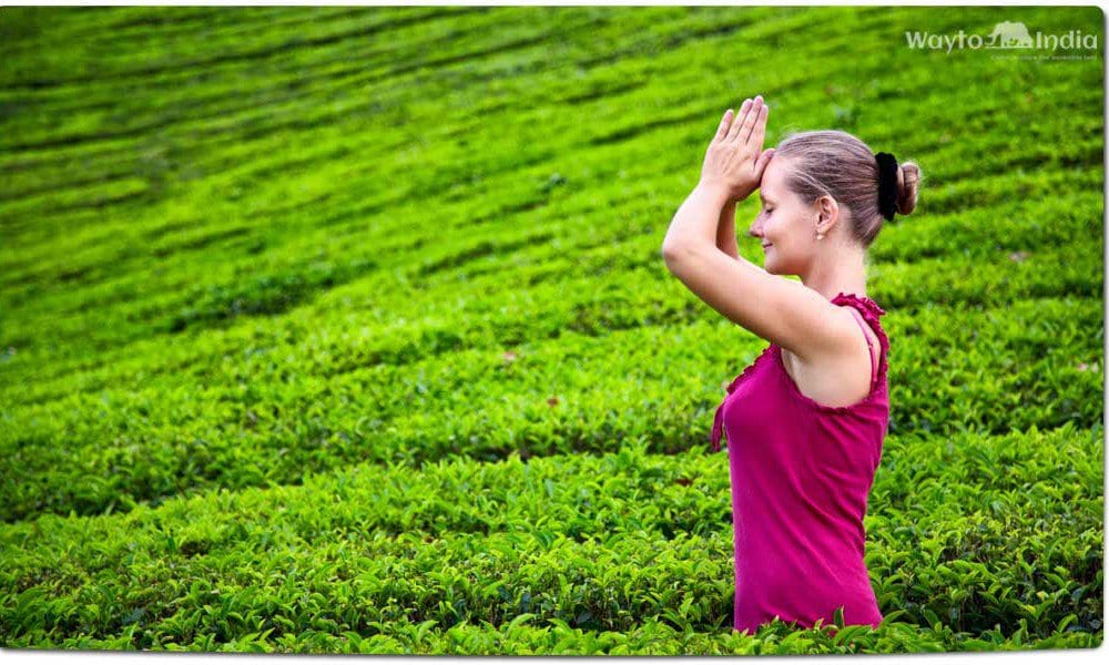 Tea Plantations in India