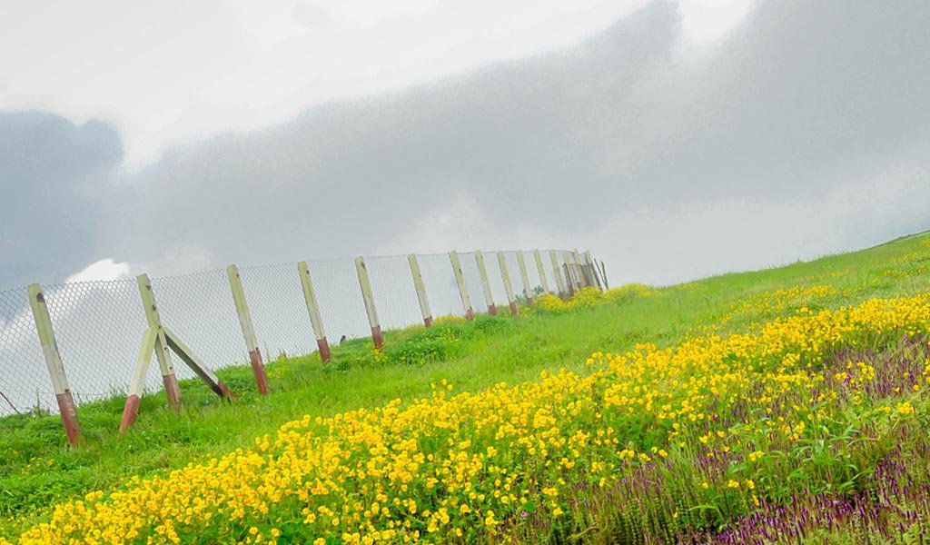 Maharashtra Trip : Kaas Plateau of Flowers