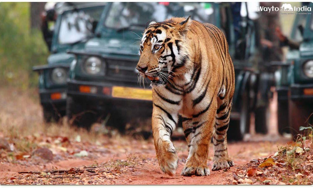Best Places to Spot Tigers in India