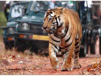 Best Places to Spot Tigers in India