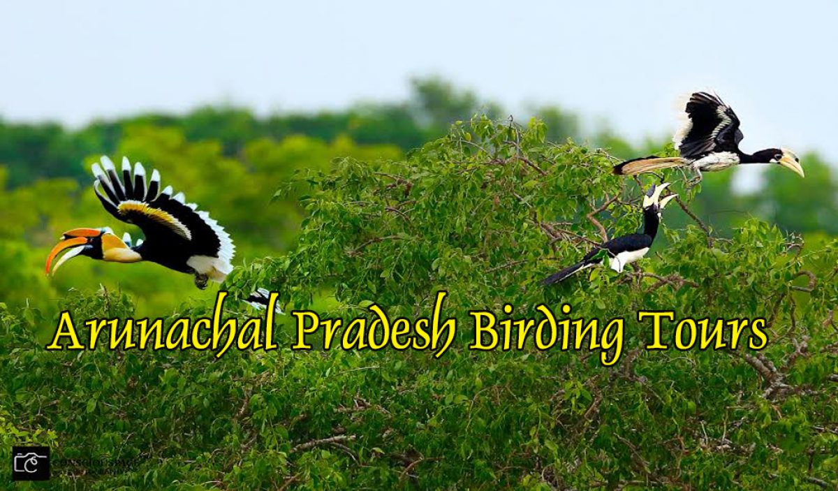 Arunachal Pradesh Birding Tours 