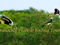 Arunachal Pradesh Birding Tours