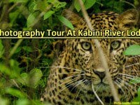 Kabini River Lodge