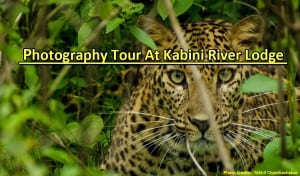 Kabini River Lodge