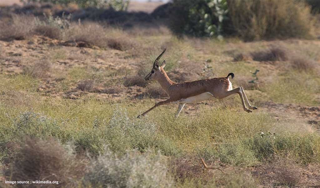 places to see in Jaisalmer