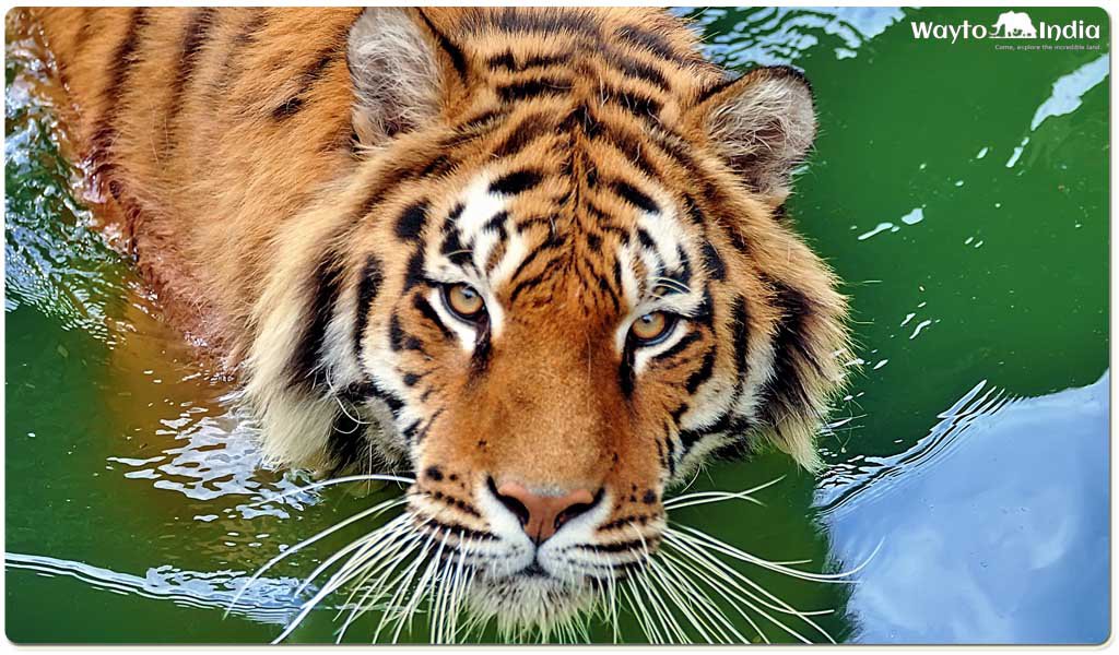 5 Best Places to Spot Tigers in India – My CMS